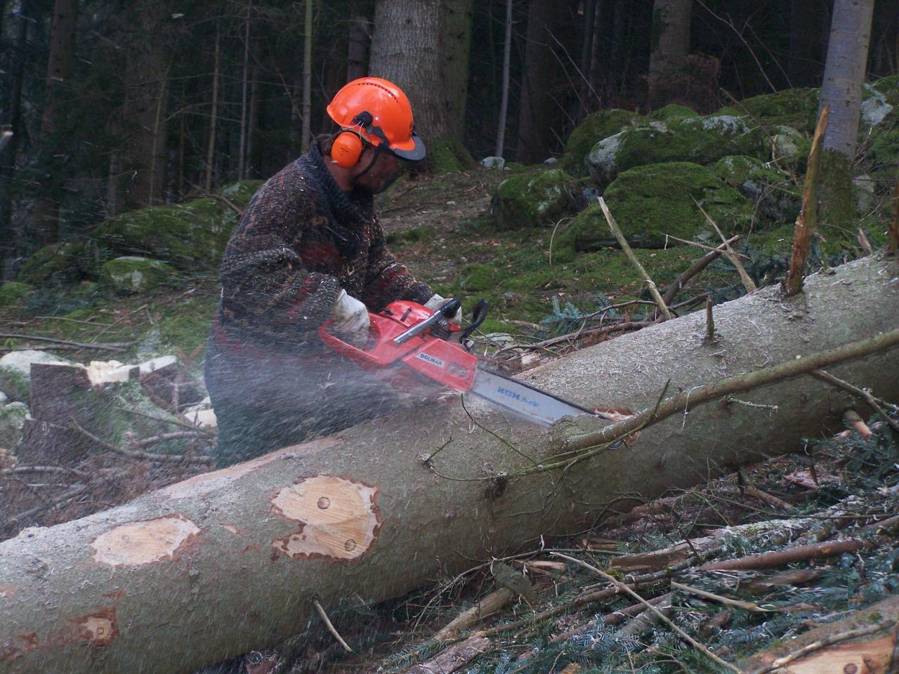 Coupes en forêt